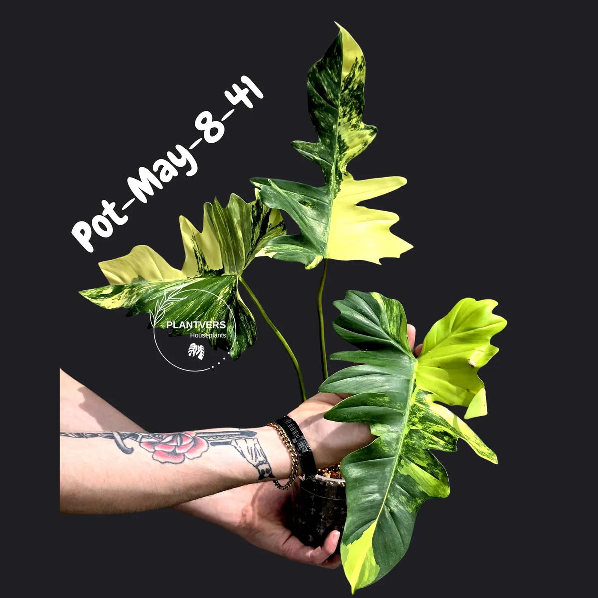 Philodendron Florida Beauty x Mayoi Variegated - Rare Live Plant - Exact Plant - US SELLER