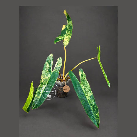 Philodendron Billietiae Variegated - Rare Houseplant - Tropical Vine - Large Levaes Plant - Exact Same Plant - Us Seller