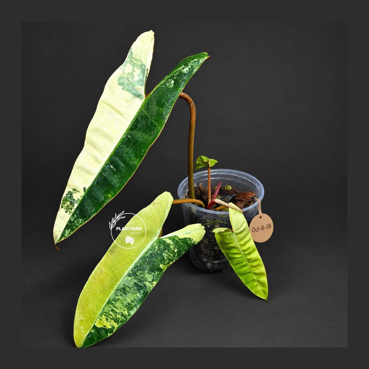 Philodendron Billietiae Variegated - Rare Houseplant - Tropical Vine - Large Levaes Plant - Exact Same Plant - Us Seller