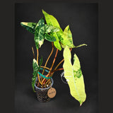 Philodendron Billietiae Variegated - Rare Houseplant - Tropical Vine - Large Levaes Plant - Exact Same Plant - Us Seller