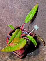 Variegated Philodendron Strawberry Shake - EXACT Plant - (6-5-38)