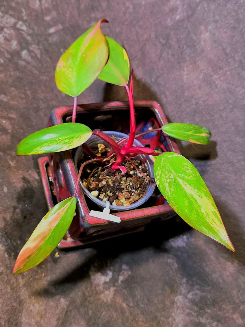 Variegated Philodendron Strawberry Shake - EXACT Plant - (6-5-38)