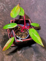Variegated Philodendron Strawberry Shake - EXACT Plant - (6-5-38)