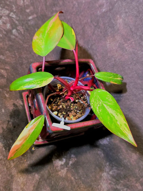 Variegated Philodendron Strawberry Shake - EXACT Plant - (6-5-38)