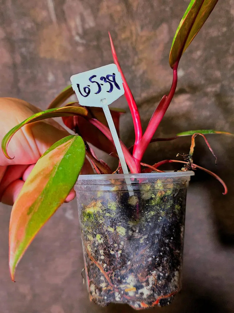 Variegated Philodendron Strawberry Shake - EXACT Plant - (6-5-38)
