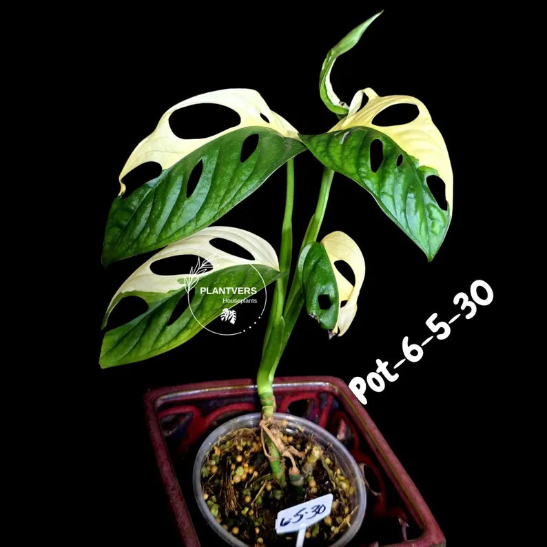 Variegated Monstera Adansonii Albo Plant - Rare Swiss Cheese EXACT Same Plant - US Seller