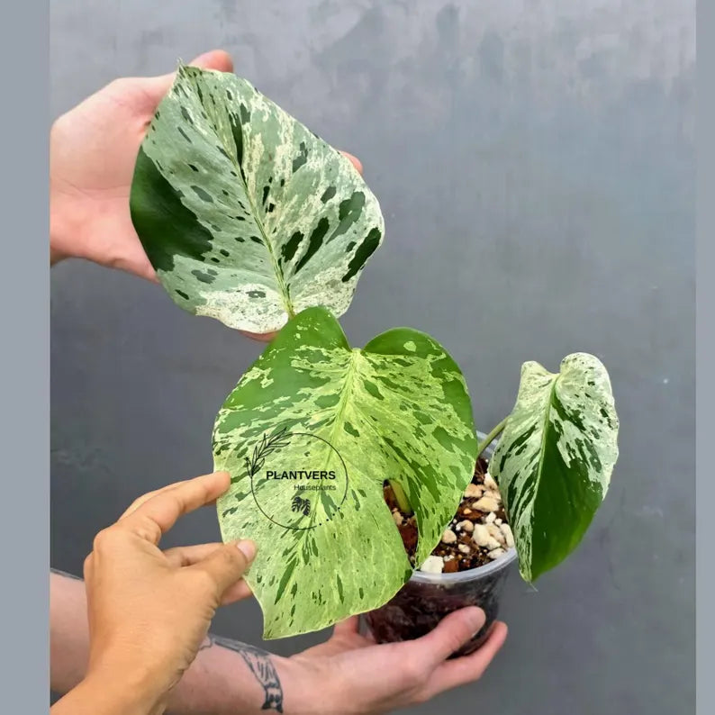 Rare Monstera Bulbasaur Variegated Plant - Exact Plant (June-17-23)