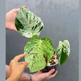 Rare Monstera Bulbasaur Variegated Plant - Exact Plant (June-17-23)