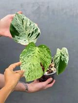 Rare Monstera Bulbasaur Variegated Plant - Exact Plant (June-17-23)