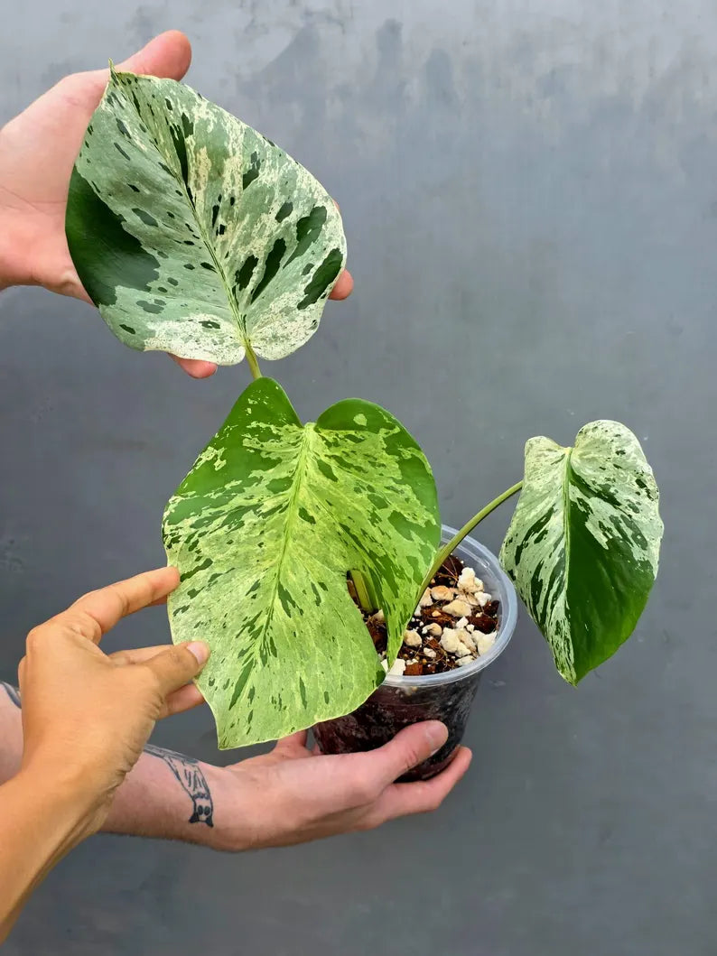 Rare Monstera Bulbasaur Variegated Plant - Exact Plant (June-17-23)