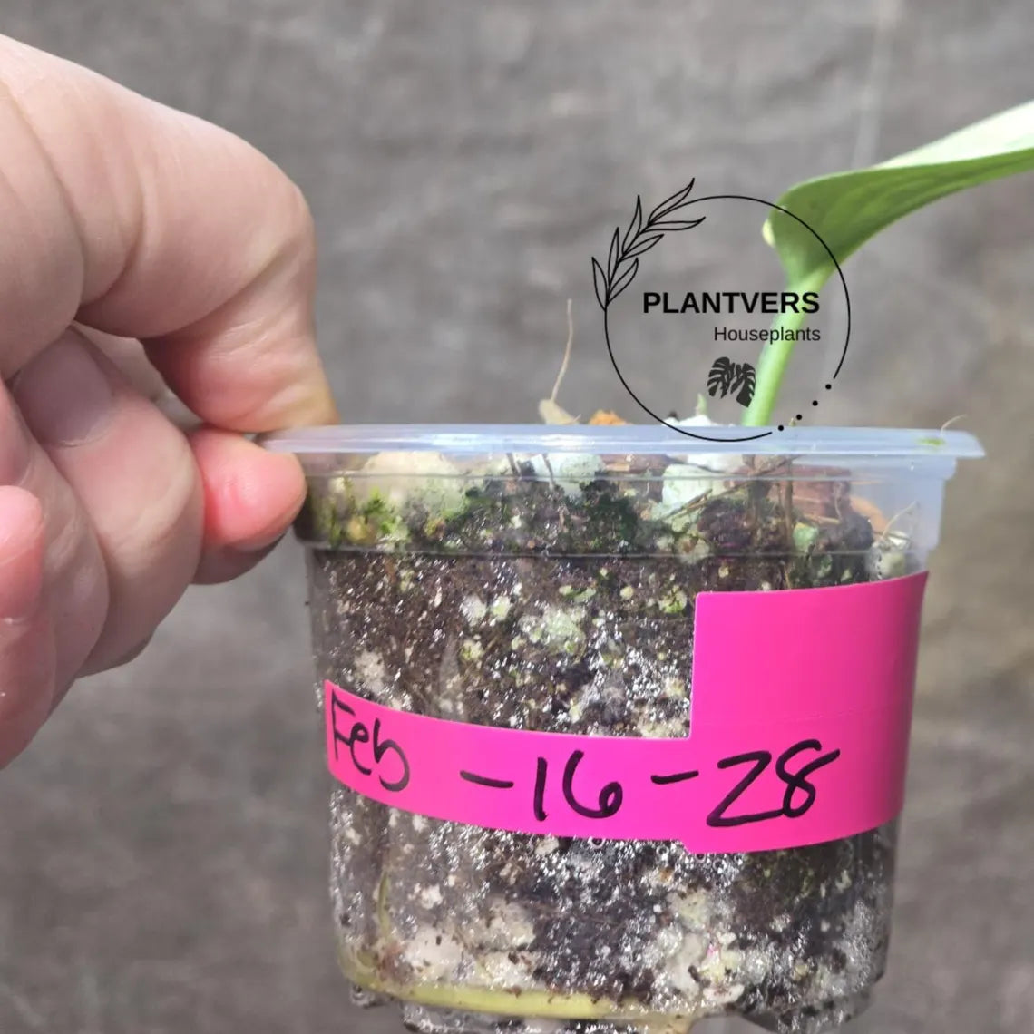 Jade Satin Variegated Potted Plant 