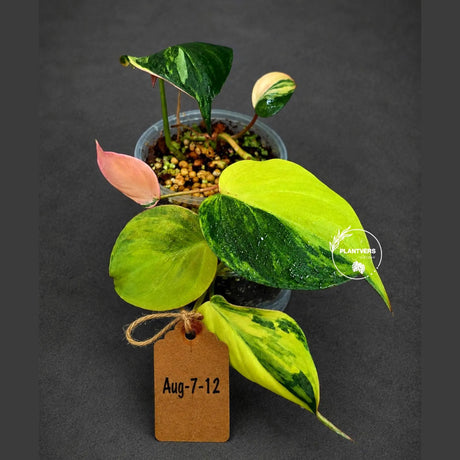 Variegated Philodendron Mican Aurea - Rare Collector Plant - EXACT Plant - US SELLER