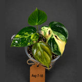 Variegated Philodendron Mican Aurea - Rare Collector Plant - EXACT Plant - US SELLER