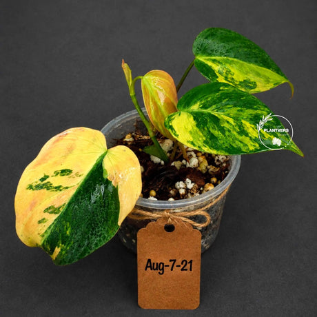 Variegated Philodendron Mican Aurea - Rare Collector Plant - EXACT Plant - US SELLER