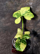 Reverted Philodendron Bipennifolium in a Nursery Pot - Collector's Aroid - (June-5-78)