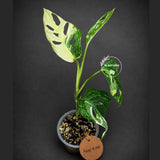 Variegated Monstera Adansonii Albo Plant - Rare Swiss Cheese EXACT Same Plant - US Seller