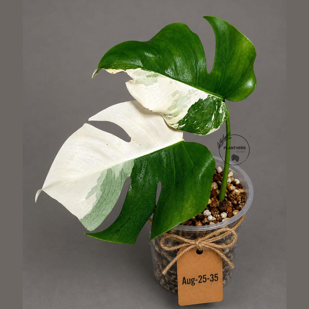 Monstera Albo - Rare Variegated Monstera Borsigiana Albo - Rare Collector Plant - White Monstera Albo - EXACT Same Plant - US Seller