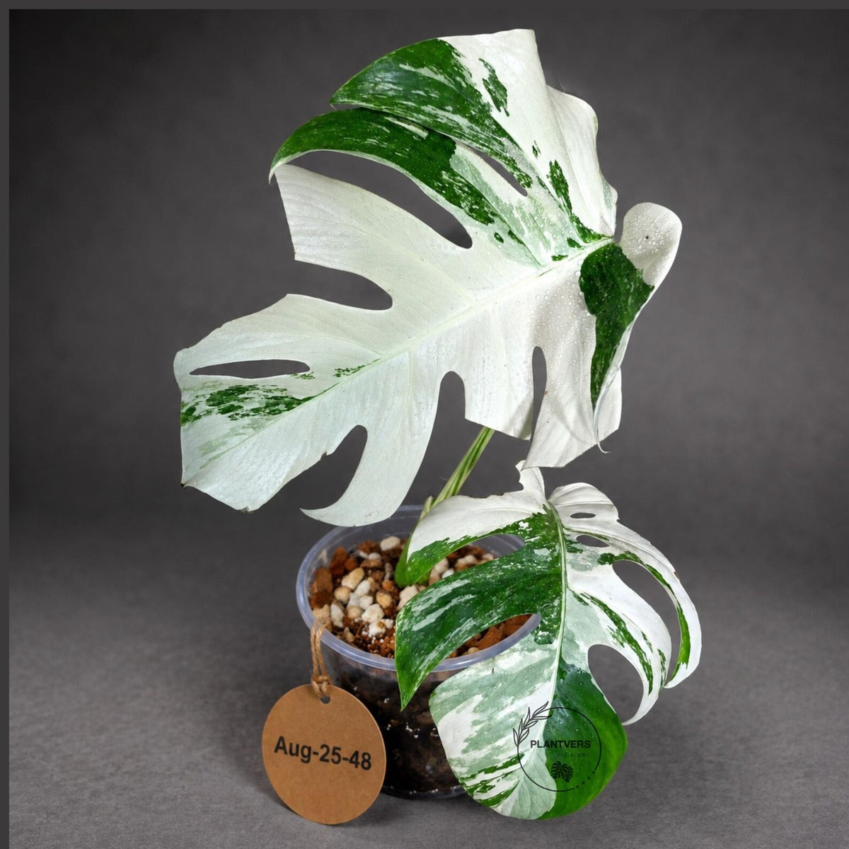Monstera Albo - Rare Variegated Monstera Borsigiana Albo - Rare Collector Plant - White Monstera Albo - EXACT Same Plant - US Seller