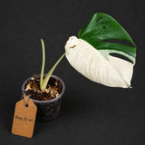 Monstera Albo - Rare Variegated Monstera Borsigiana Albo - Rare Collector Plant - White Monstera Albo - EXACT Same Plant - US Seller