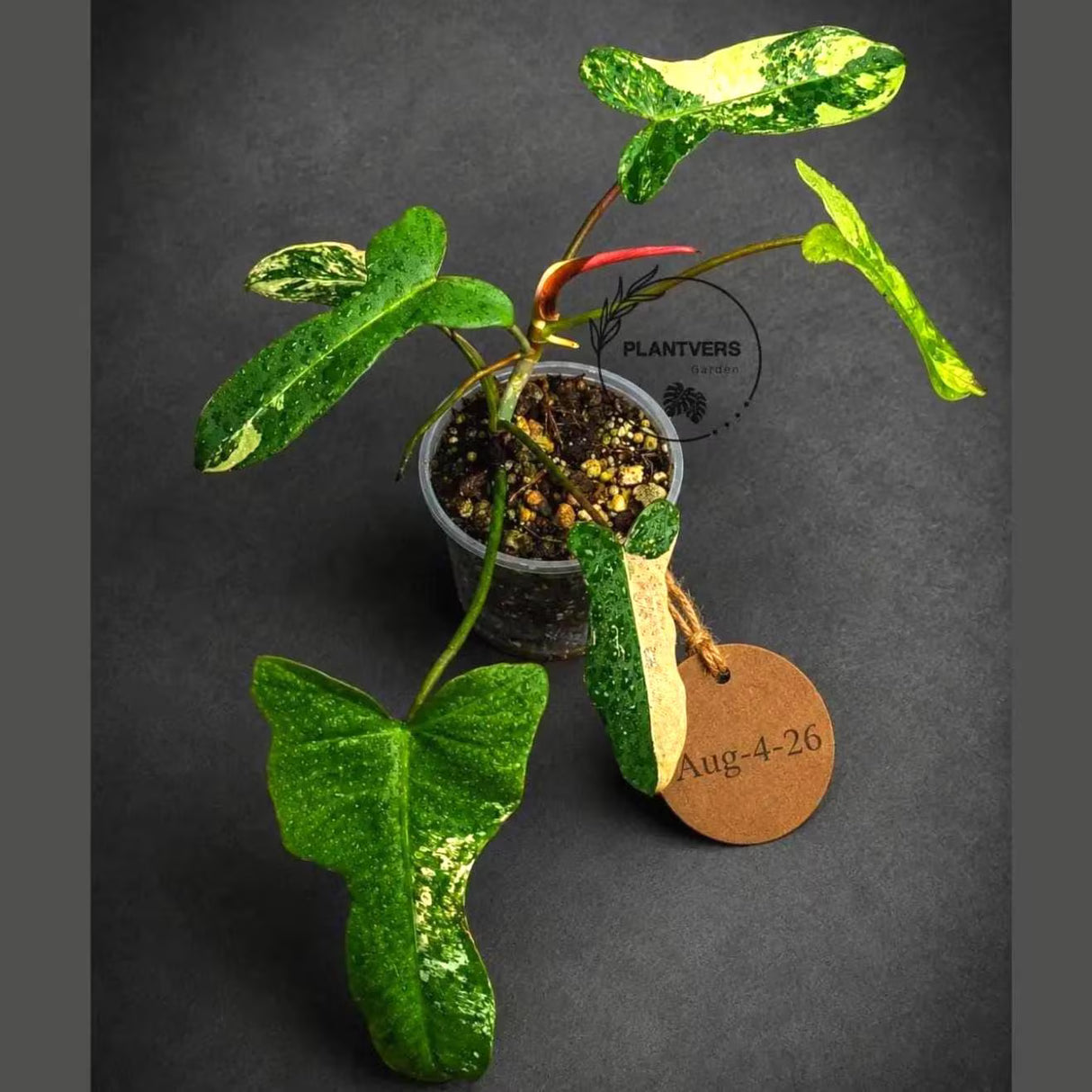 Variegated Philodendron Brown Beauty Live Plant - Rare Florida Beauty x Black Billietiae Hybrid - Exact Same Plant - US Seller