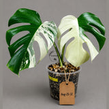 Monstera Albo - Rare Variegated Monstera Borsigiana Albo - Rare Collector Plant - White Monstera Albo - EXACT Same Plant - US Seller