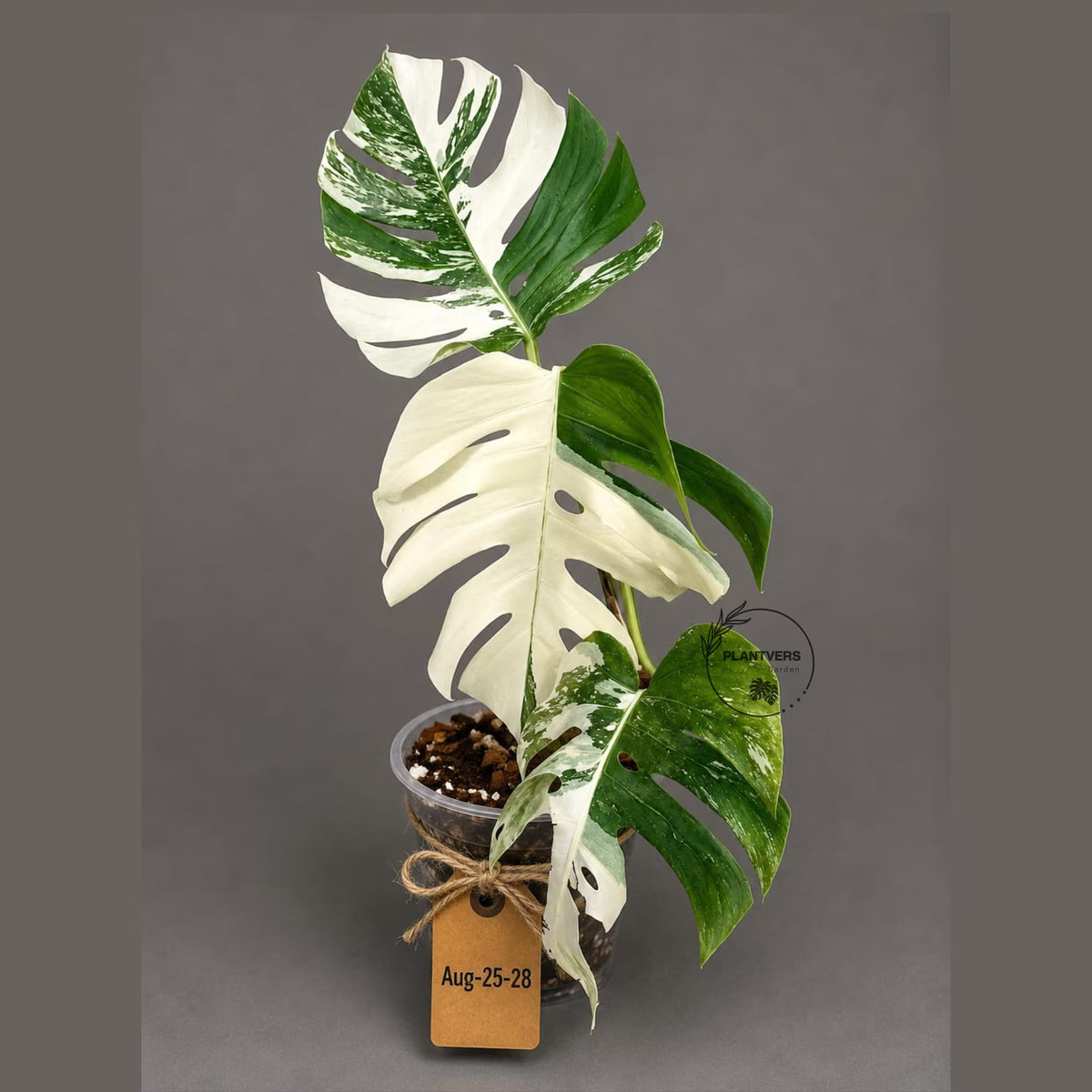 Monstera Albo - Rare Variegated Monstera Borsigiana Albo - Rare Collector Plant - White Monstera Albo - EXACT Same Plant - US Seller