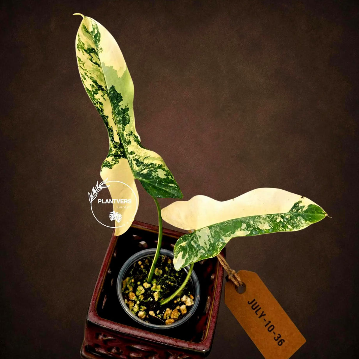 Variegated Philodendron Brown Beauty Live Plant - Rare Florida Beauty x Black Billietiae Hybrid - Exact Same Plant - US Seller