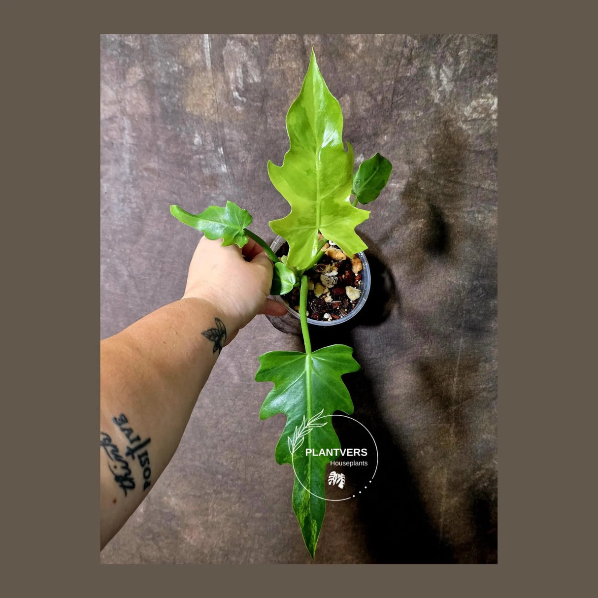 Philodendron Radiatum Variegated Exact Plant - Indoor Rare Plant - (June-5-74)