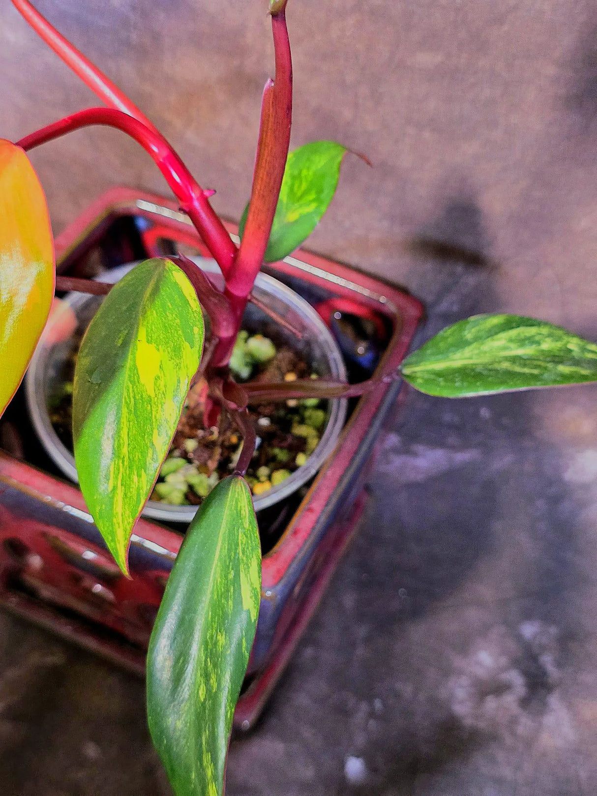 Variegated Philodendron Strawberry Shake Live Plant - EXACT Plant - US Seller (June-09-22)