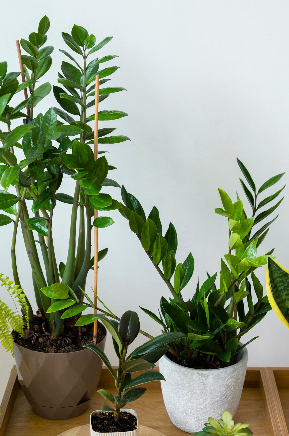 Zamioculcas Zamiifolia Plant in a 6" Nursery Pot - Low Light Easy Indoor Houseplant