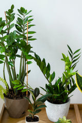 Zamioculcas Zamiifolia Plant in a 6" Nursery Pot - Low Light Easy Indoor Houseplant