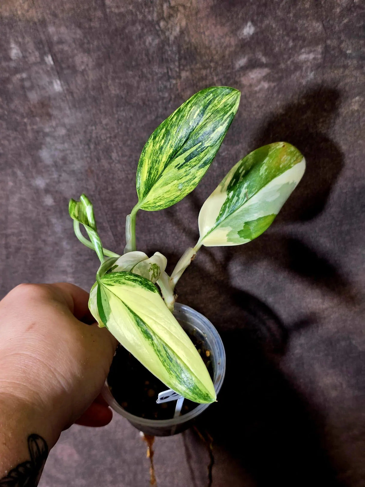 Variegated Monstera Standleyana Aurea - Tropical Houseplant - (6-5-26)