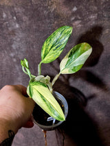 Variegated Monstera Standleyana Aurea - Tropical Houseplant - (6-5-26)