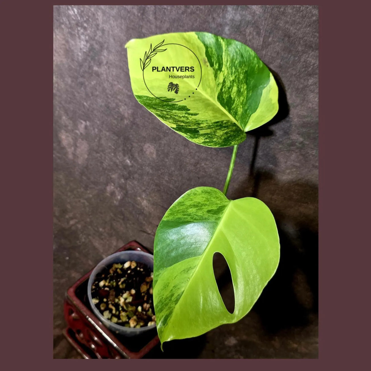 Monstera Aurea Variegated Borsigiana - Monstera Marmota - (June-5-68)