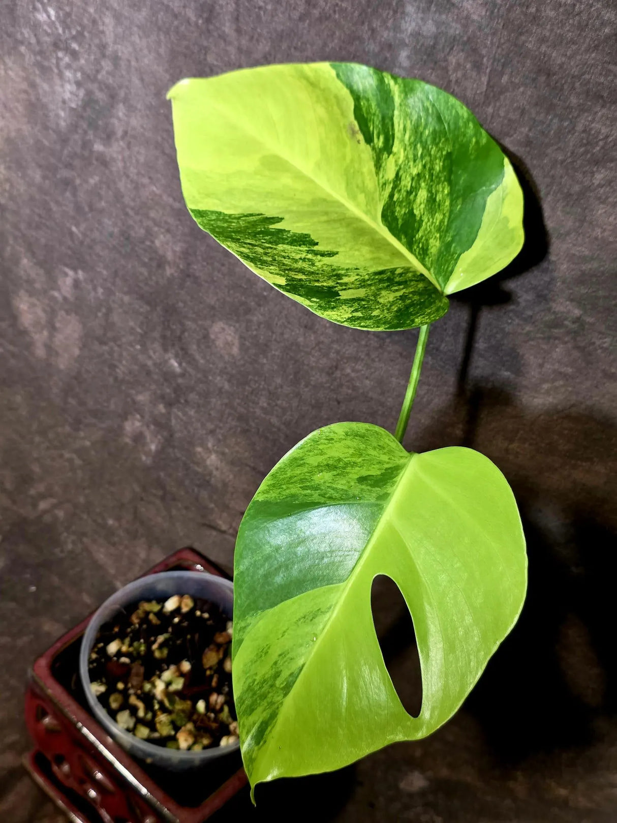 Monstera Aurea Variegated Borsigiana - Monstera Marmota - (June-5-68)