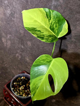 Monstera Aurea Variegated Borsigiana - Monstera Marmota - (June-5-68)