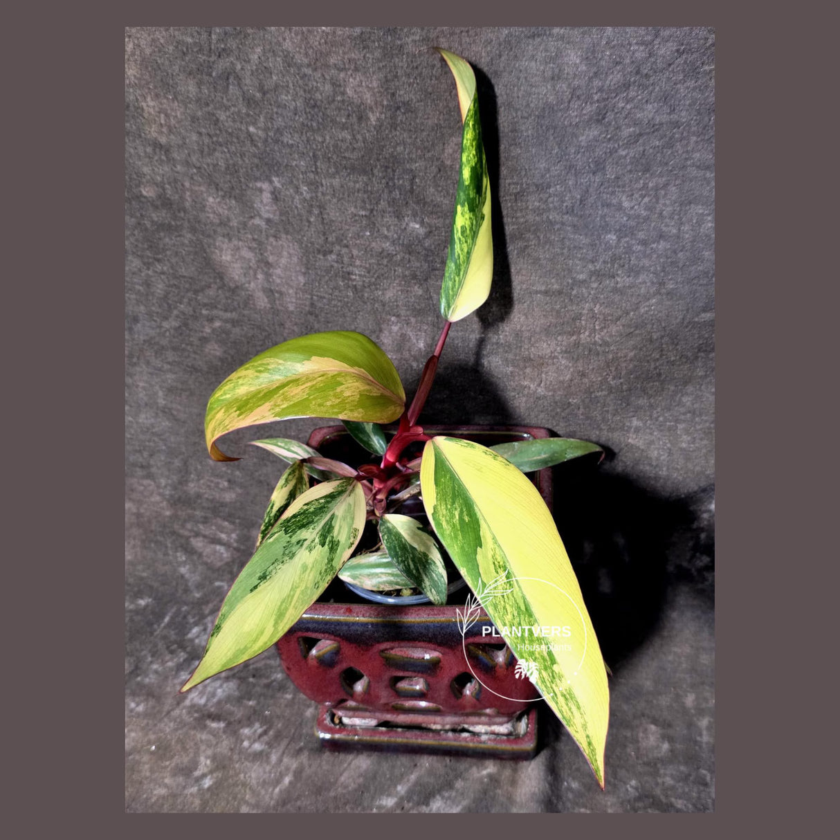 Variegated Philodendron Strawberry Shake - EXACT Plant - (June-21-64)