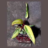 Variegated Philodendron Strawberry Shake - EXACT Plant - (June-21-64)