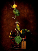 Variegated Philodendron Mican Aurea - Rare Collector Plant - (June-21-66)
