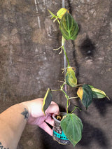Variegated Philodendron Mican Aurea - Rare Collector Plant - (June-21-66)