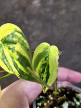 Variegated Philodendron Mican Aurea - Rare Collector Plant - (June-25-16)