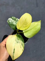 Scindapsus Jade Satin Variegated - Yellow Variegation - (June-22-12)