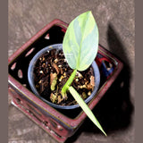 Philodendron Silver Sword Variegated - Rare Exact Plant - (June-21-71)