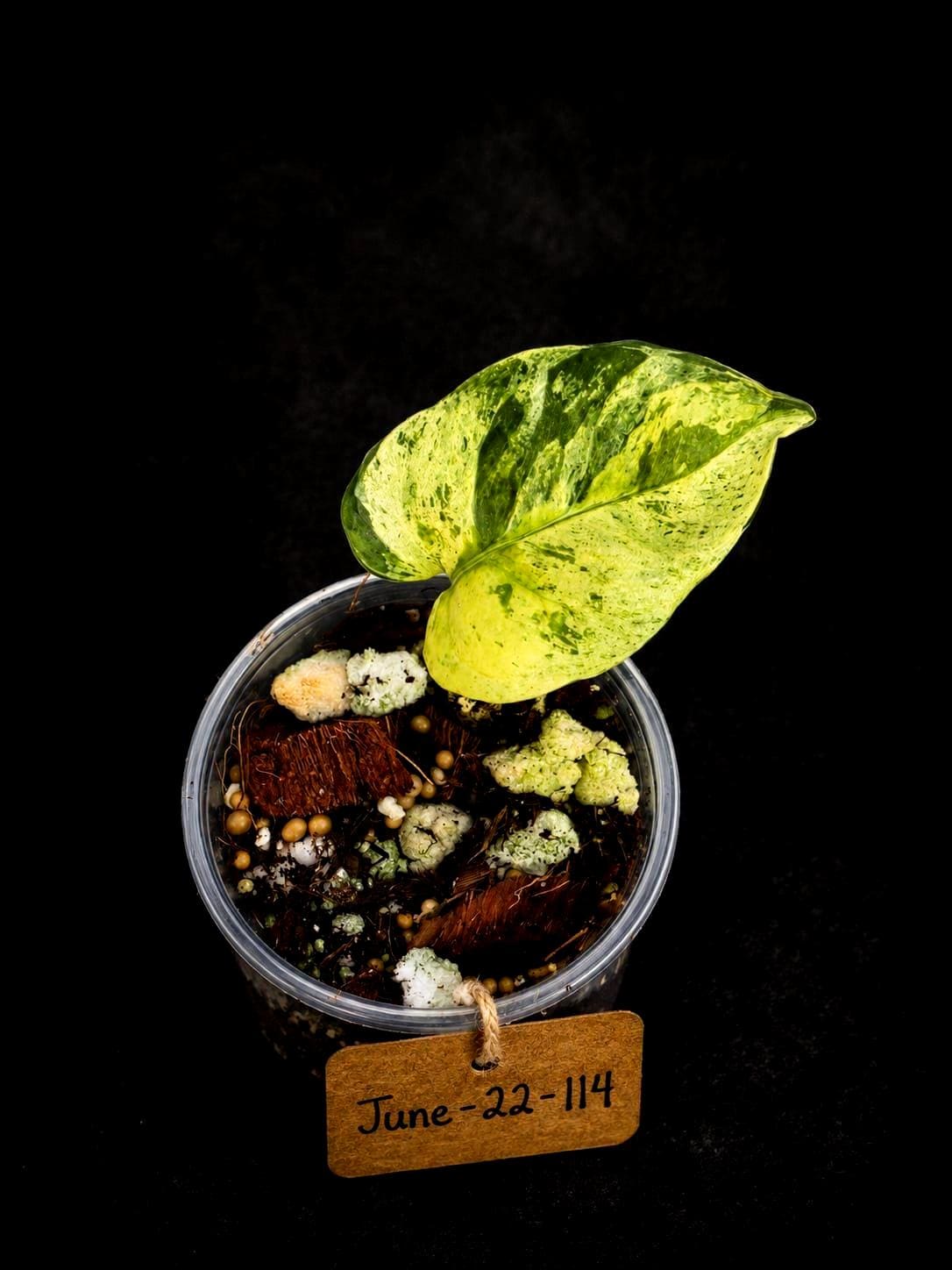 Epipremnum Global Japan - EXACT Japanese Global Pothos - (June-22-114)