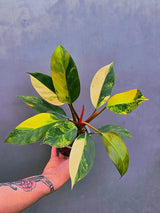 Variegated Philodendron Yellow Congo Live Plant - Super Rare Indoor - (June-17-27)