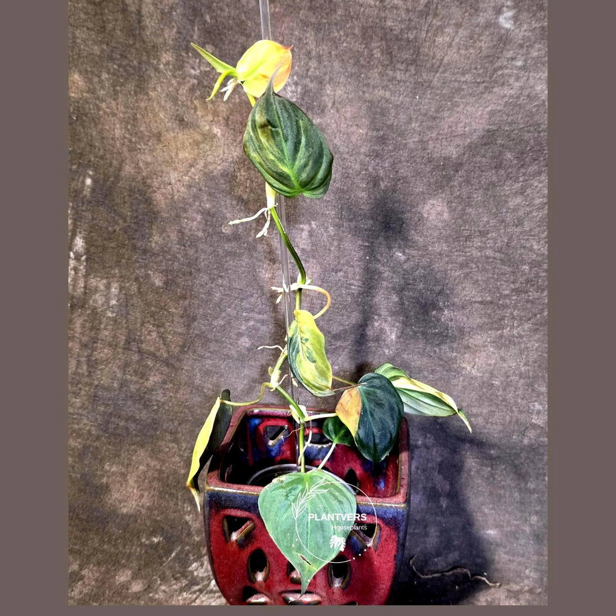 Variegated Philodendron Mican Aurea - Rare Collector Plant - (June-21-66)