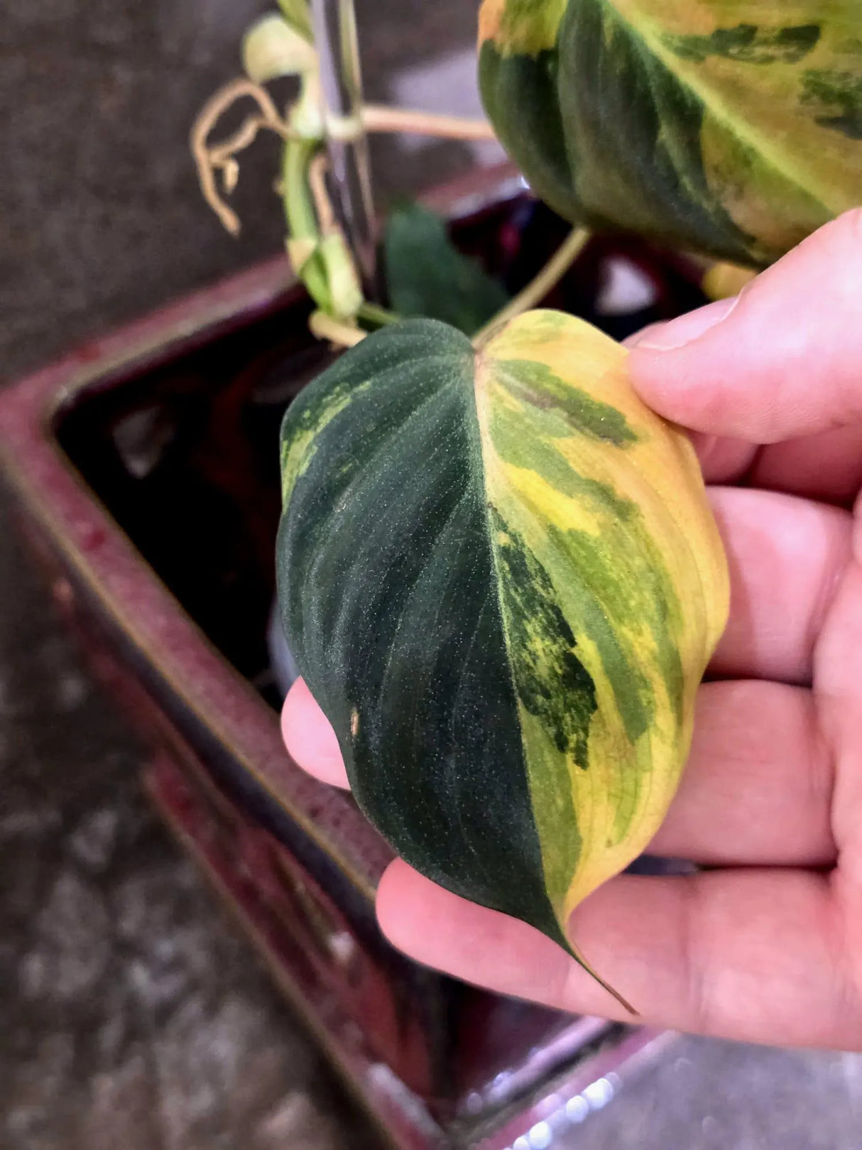 Variegated Philodendron Mican Aurea - Rare Collector Plant - (June-21-66)