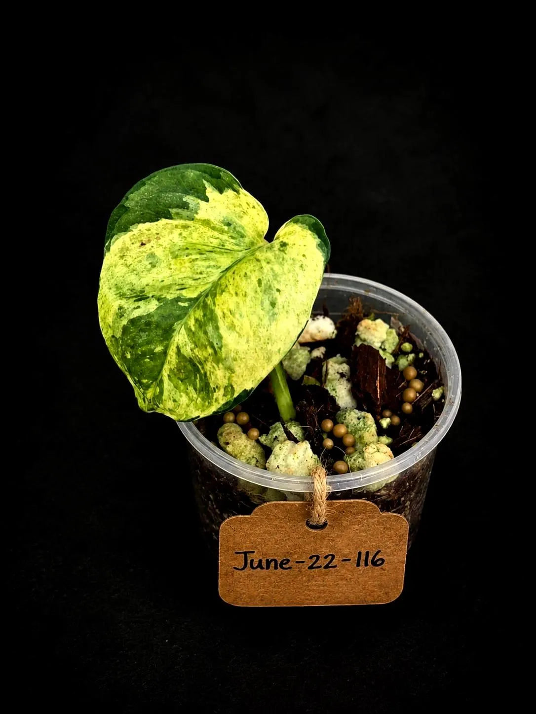 Epipremnum Global Japan - EXACT Japanese Global Pothos - (June-22-116)