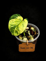 Epipremnum Global Japan - EXACT Japanese Global Pothos - (June-22-116)