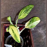 Variegated Monstera Standleyana Aurea - Tropical Houseplant - (6-5-26)
